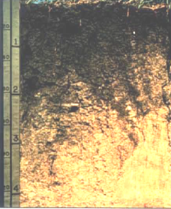 Fargo clay/silty clays (Figure 3.3; fine, smectitic, frigid Typic Epiaquerts)
